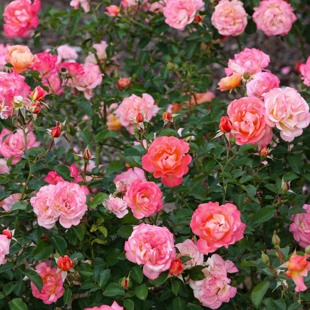 Bodendeckerrose 'Cubana' ®