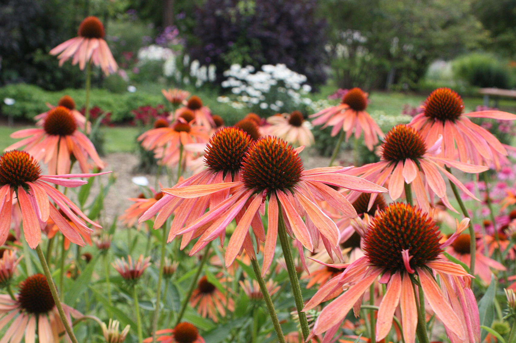 Gärtnertipp Sonnenhut