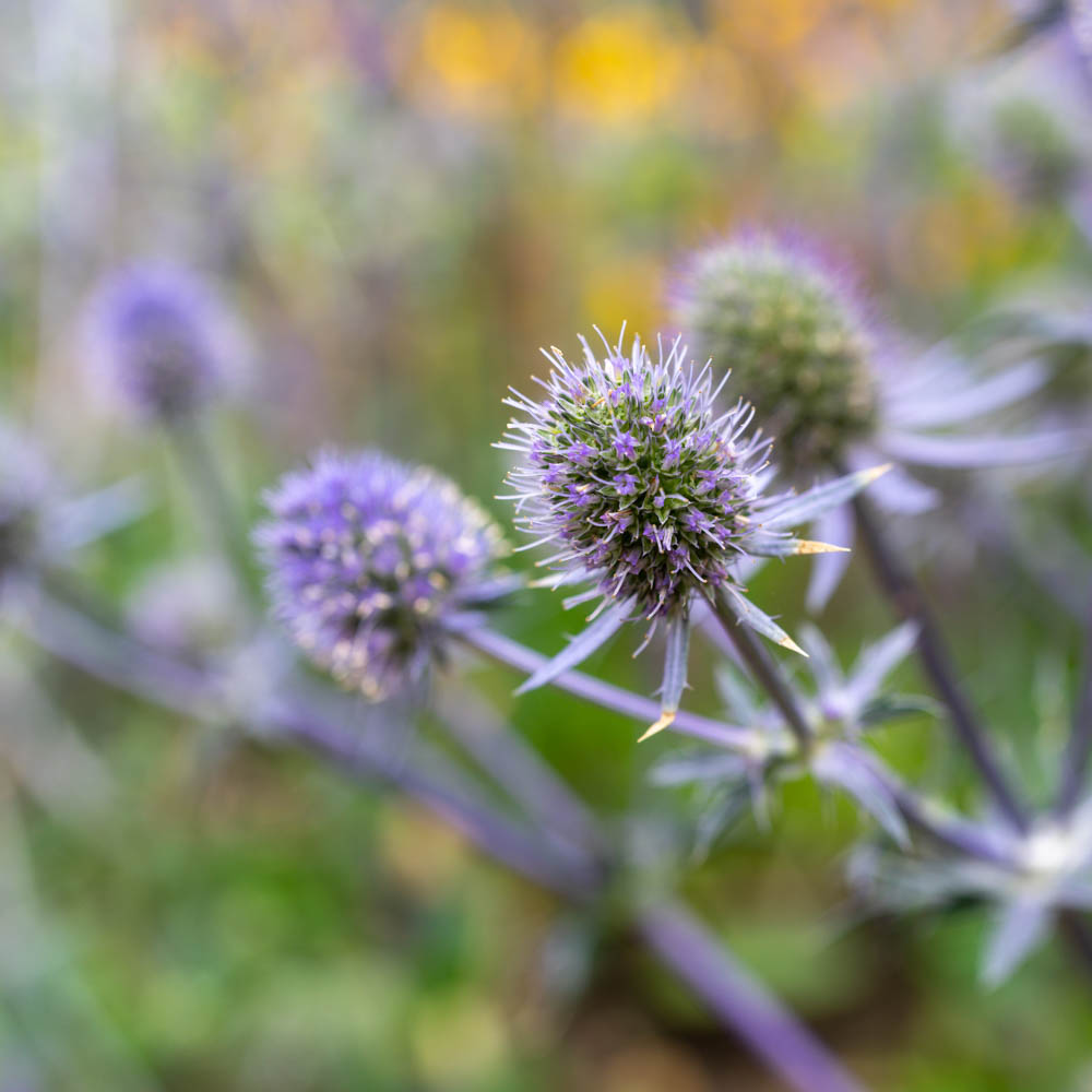 Edeldistel, Beetpflanze