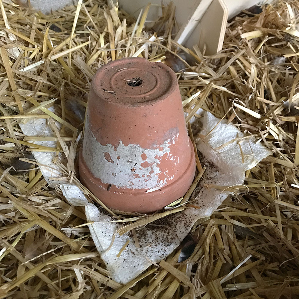 Raubmilben gegen Schlangen-/ Vogelmilben