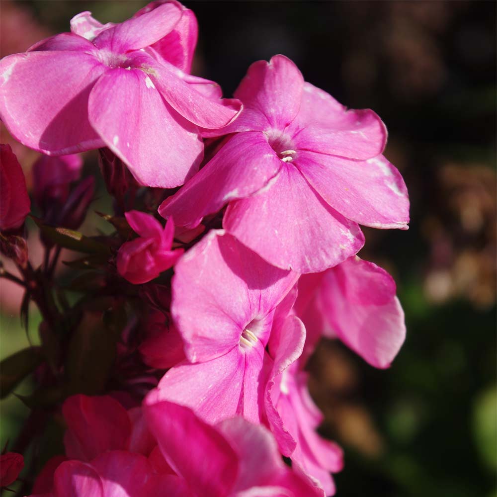 Phlox 'Rijnstroom'