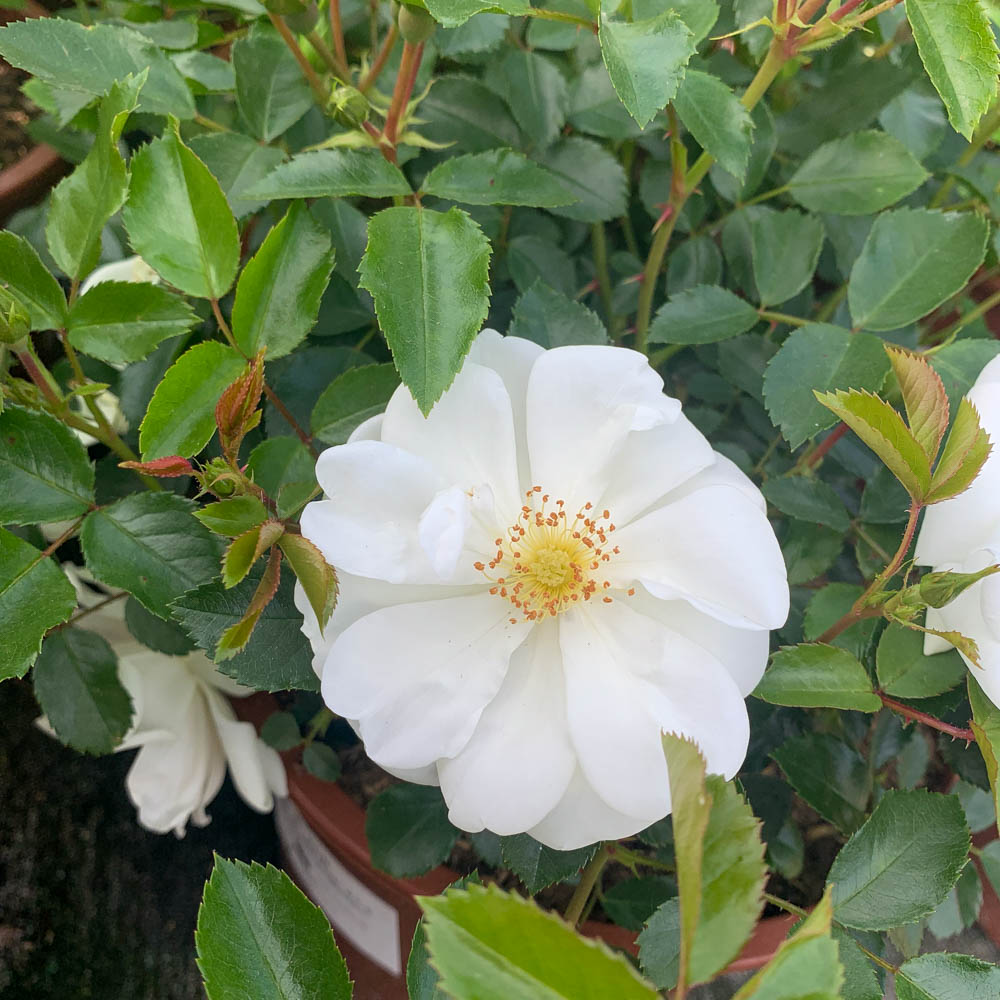 Bodendeckerrose Schneeflocke, Rose, Rosa, Bodendecker