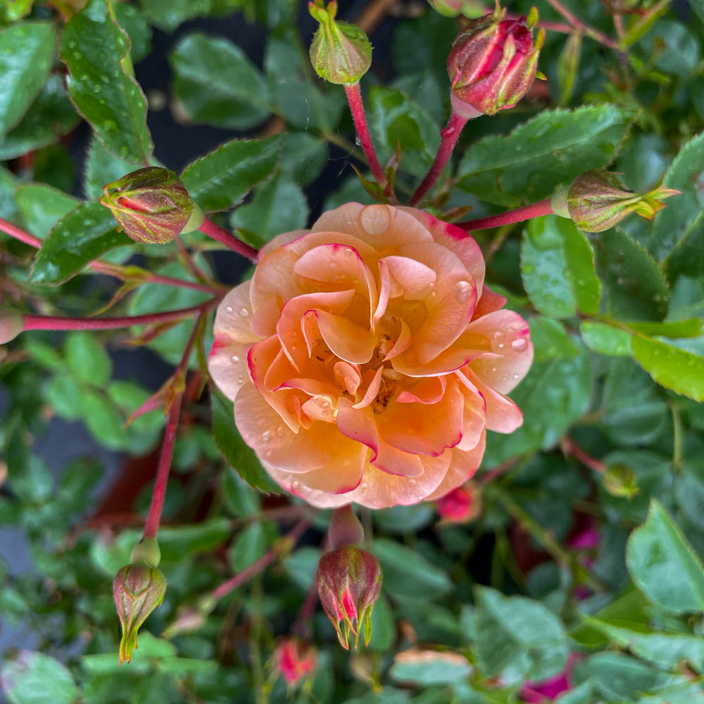 Bodendeckerrose Sedana, Rose, Rosa, Blütenpflanze