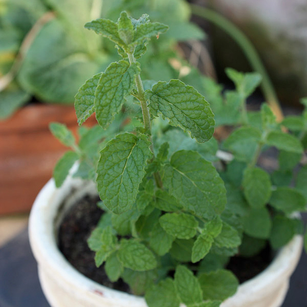 Erdbeerminze, Minze, Mentha, 