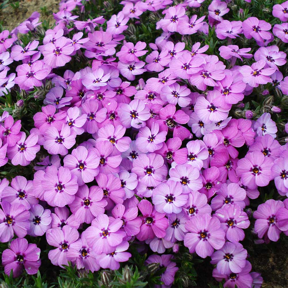 Polsterphlox 'Red Admiral'
