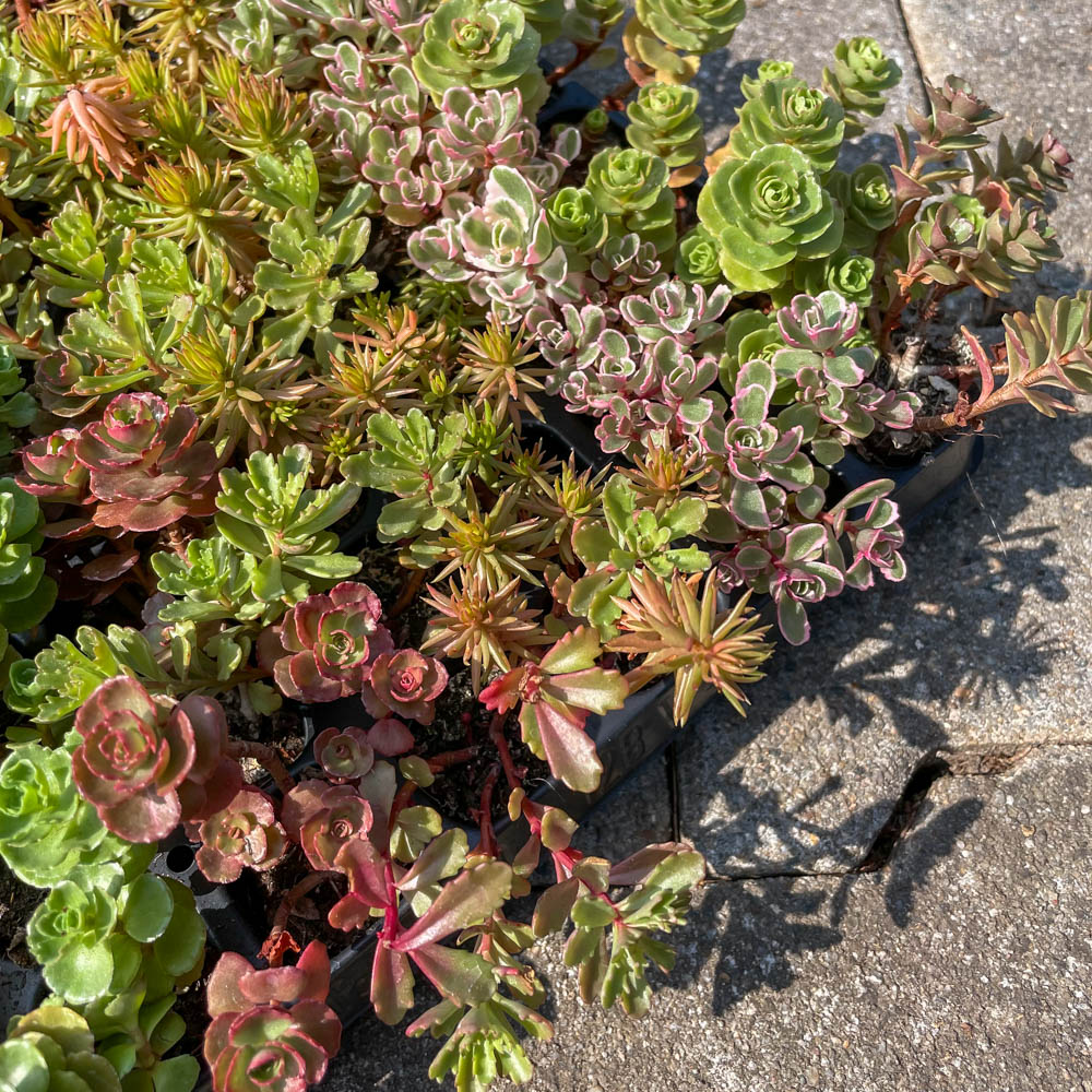 Sedum Mix-Platte