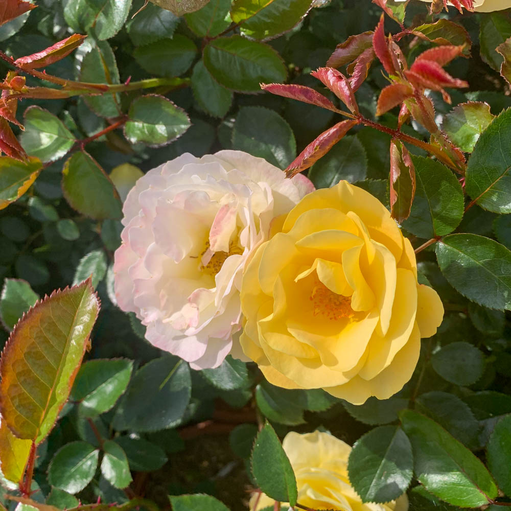 Bodendeckerrose 'Sonnenglanz'