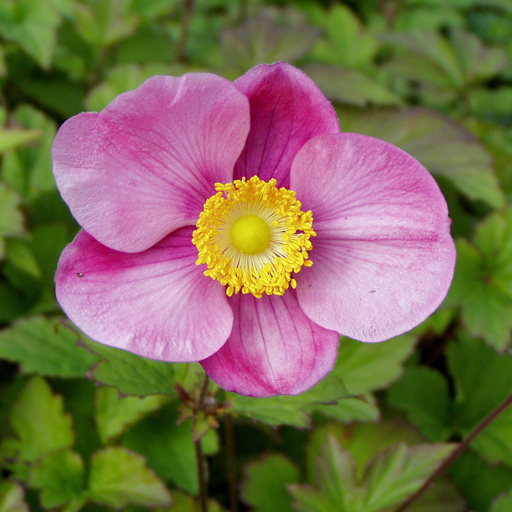 Herbstanemone Septembercharme, Anemone, Herbstblüher
