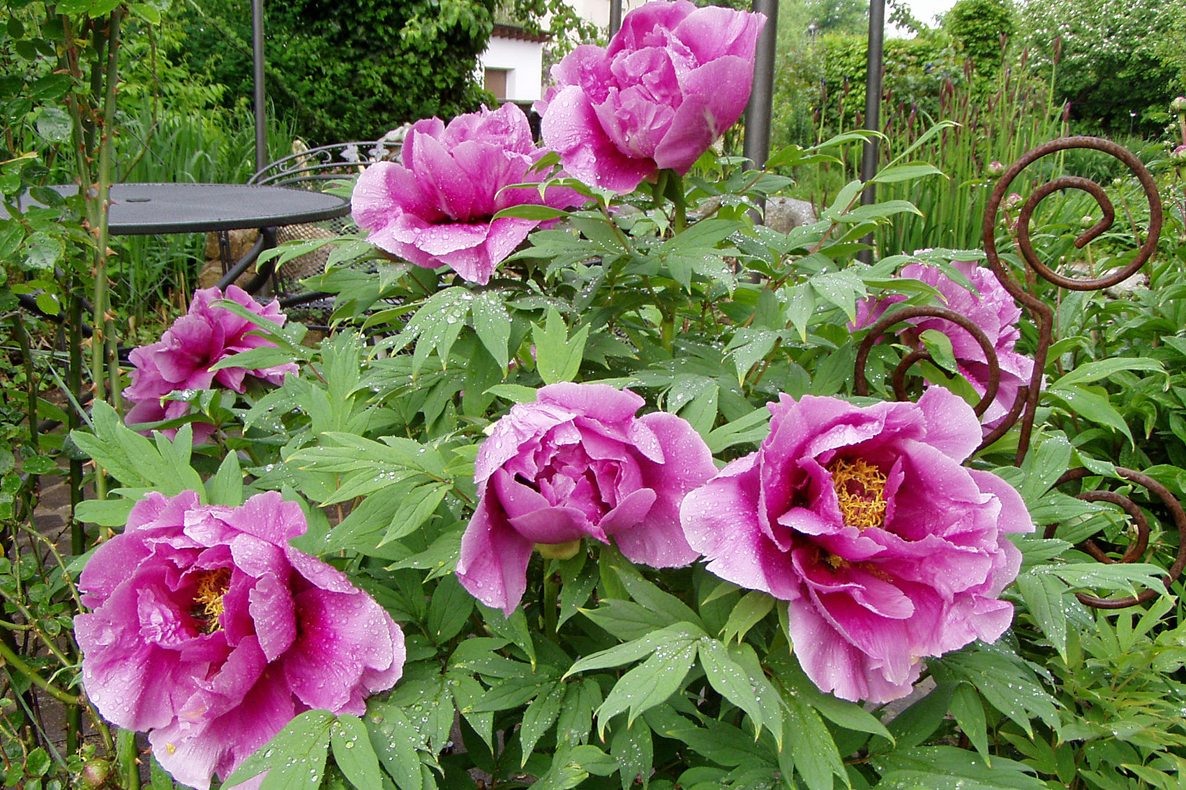 Tipps zur Pflanzung und Pflege von Pfingstrosen