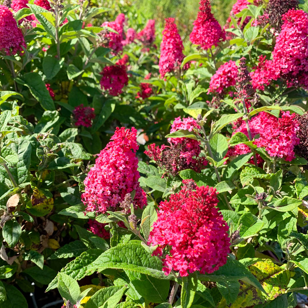 Zwerg Sommerflieder Butterfly Candy 'Little Ruby'