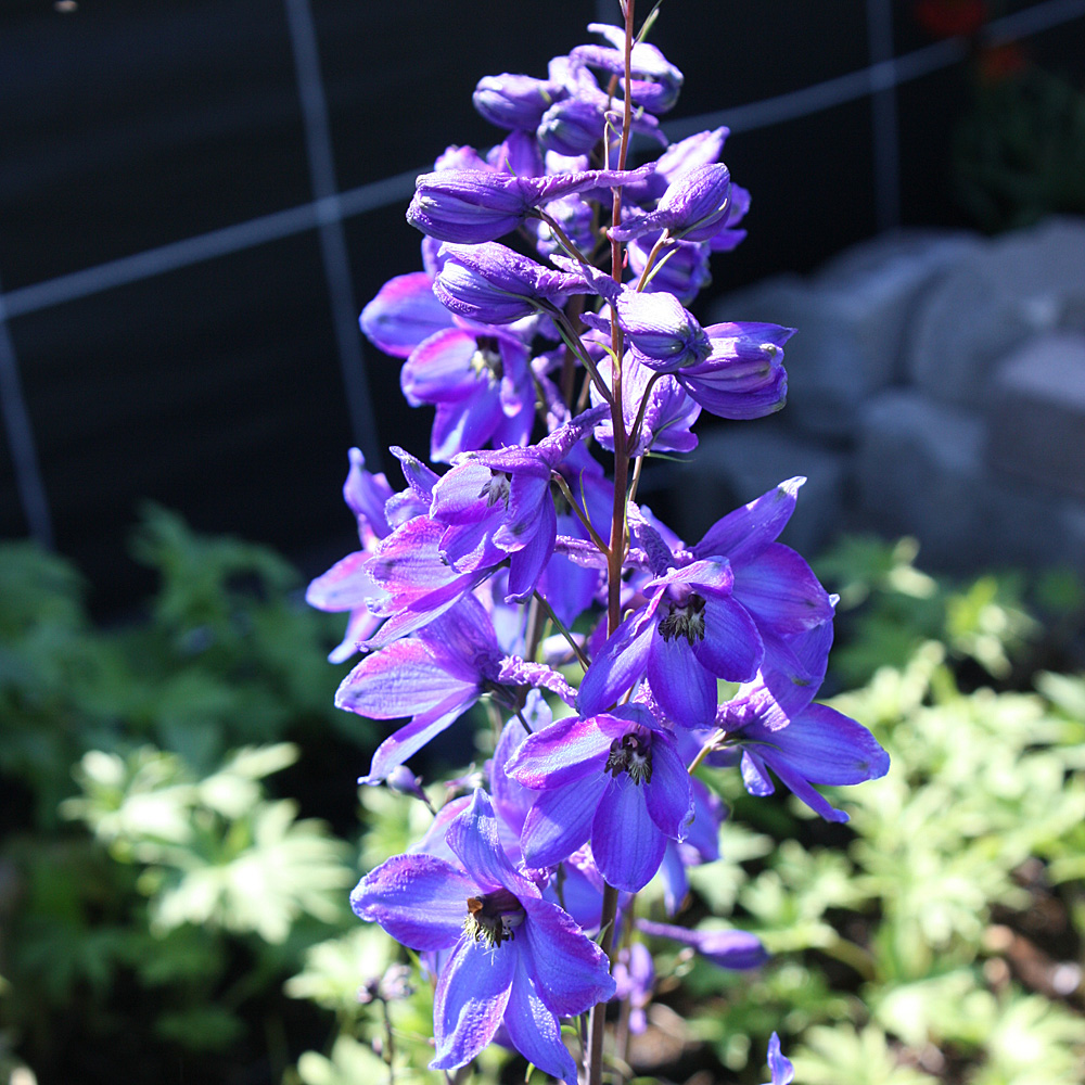 Rittersporn Finsteraarhorn, Delphinium, Bienenpflanze
