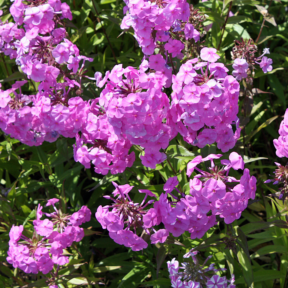 Wiesenphlox Alpha, Phlox, Blütenstaude