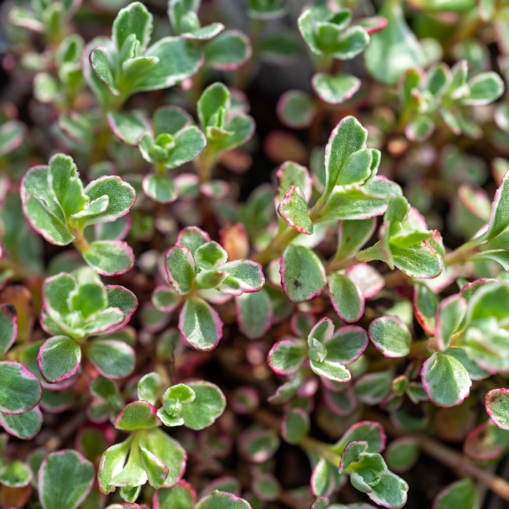 Teppichsedum, Bodendecker, Steingarten