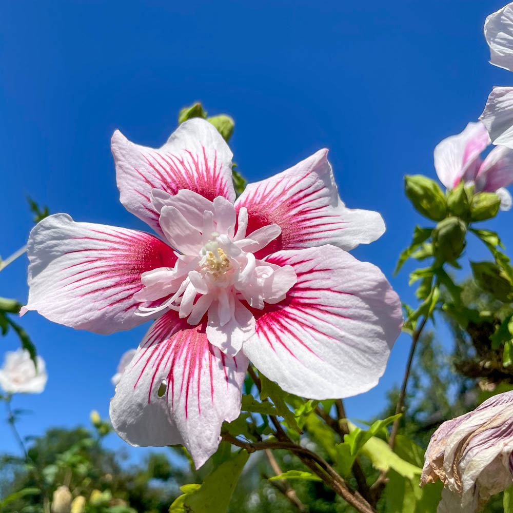 Hibiskus 'Starbust Chiffon'®
