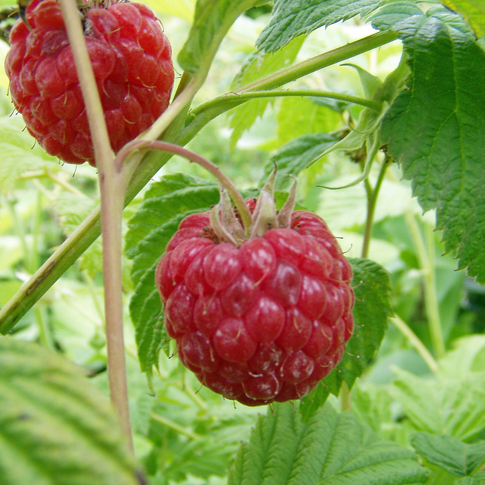 Herbsthimbeere 'Pokusa' ®