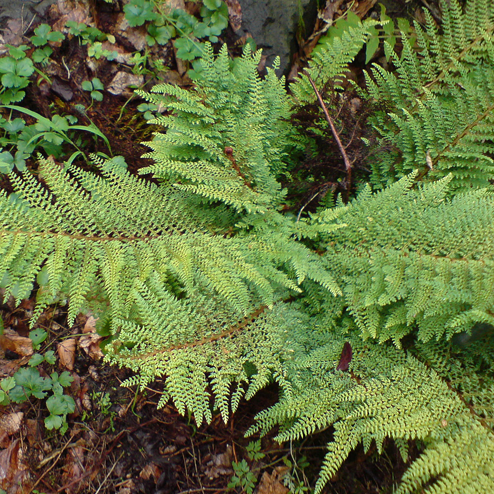Flaumfeder Filigranfarn