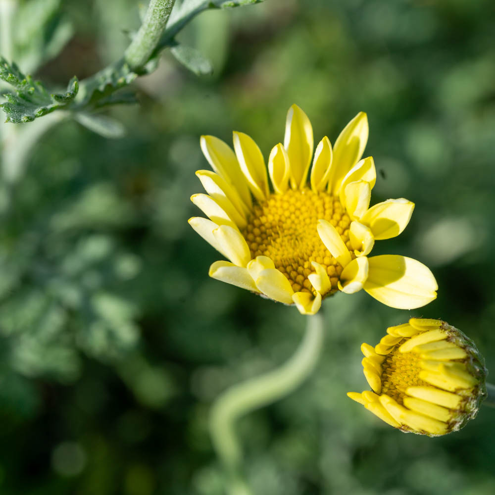 Färberkamille 'E.C. Buxton'