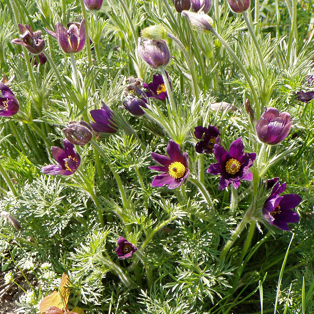 Küchenschelle - Pulsatilla vulgaris