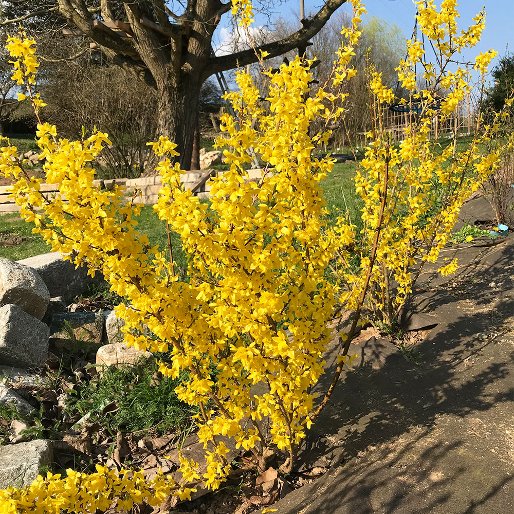 Forsythie 'Minigold'
