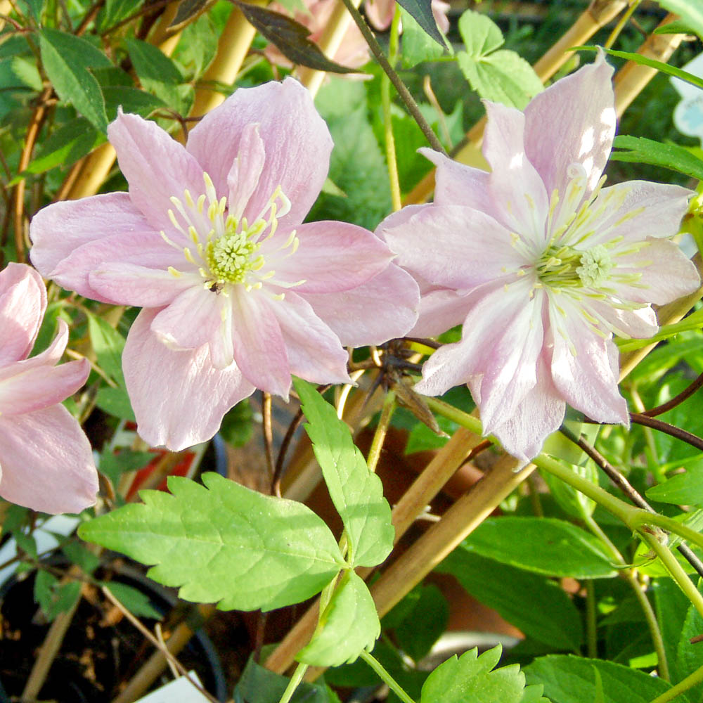 Clematis montana 'Marjorie'