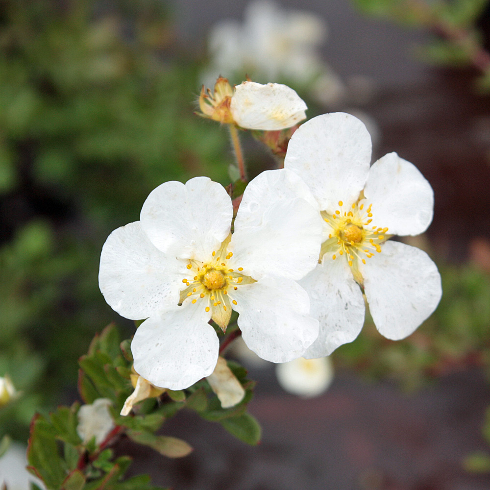 Fingerstrauch, Potentilla, Blütenstrauch, Heckenpflanze