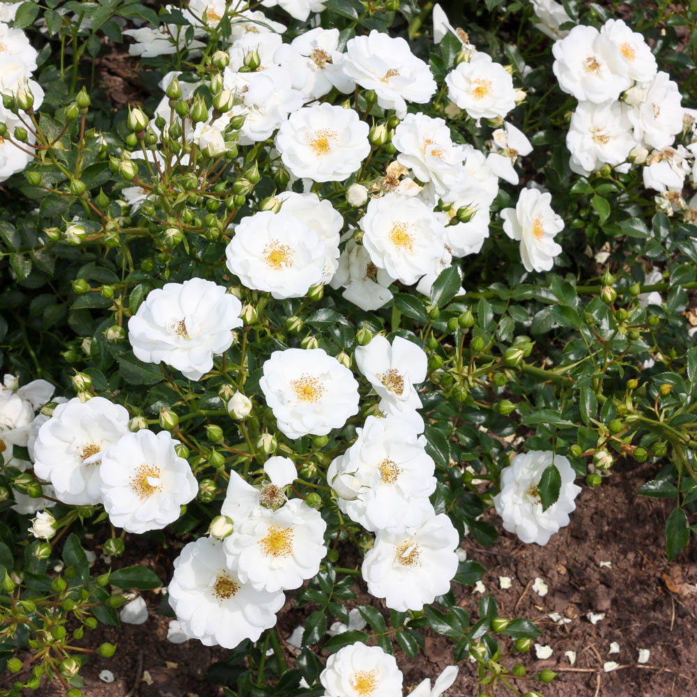 Bodendeckerrose 'Innocencia'