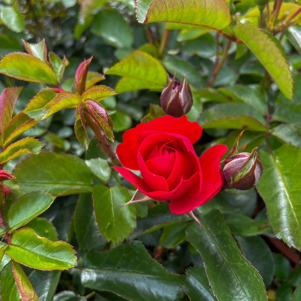 Bodendeckerrose 'Red Maya'
