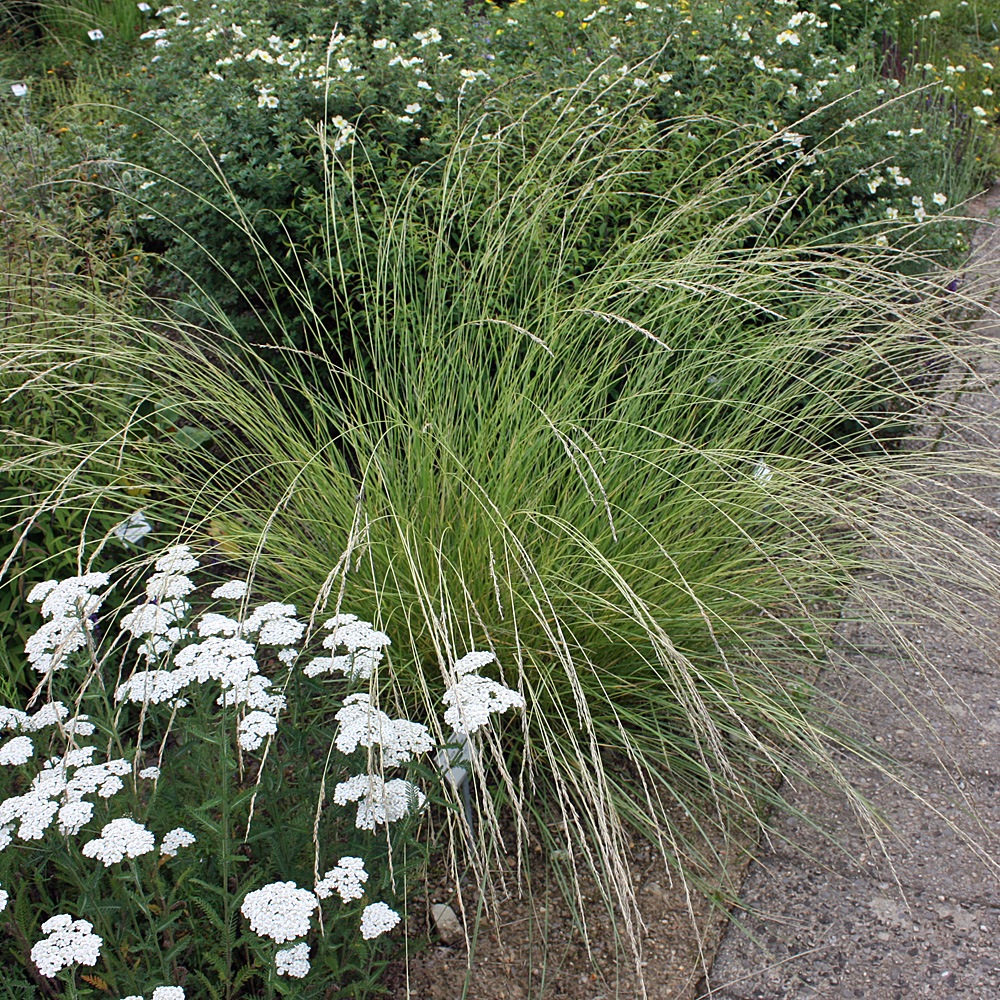 Atlasschwingel, Schwingel, Festuca mairei, Ziergras