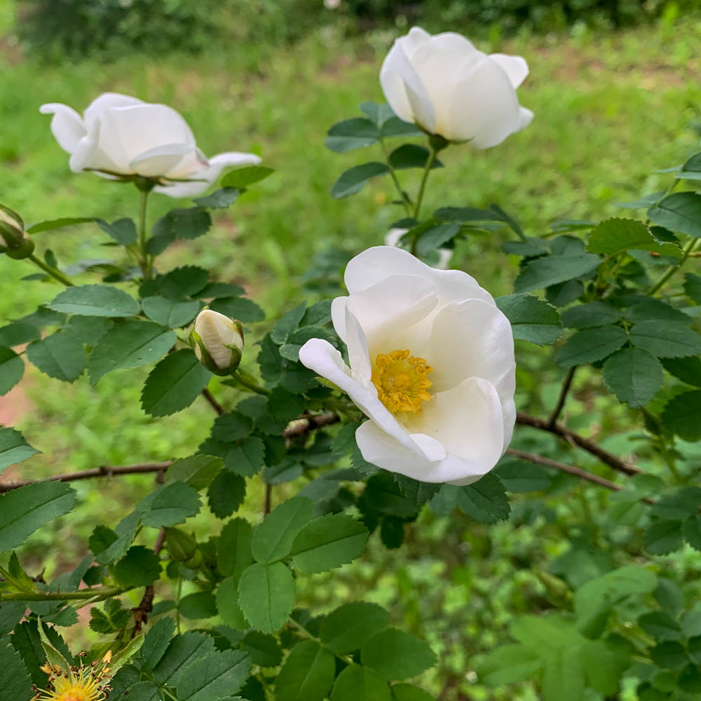Bibernell Rose, Wildrose, Bienenweide