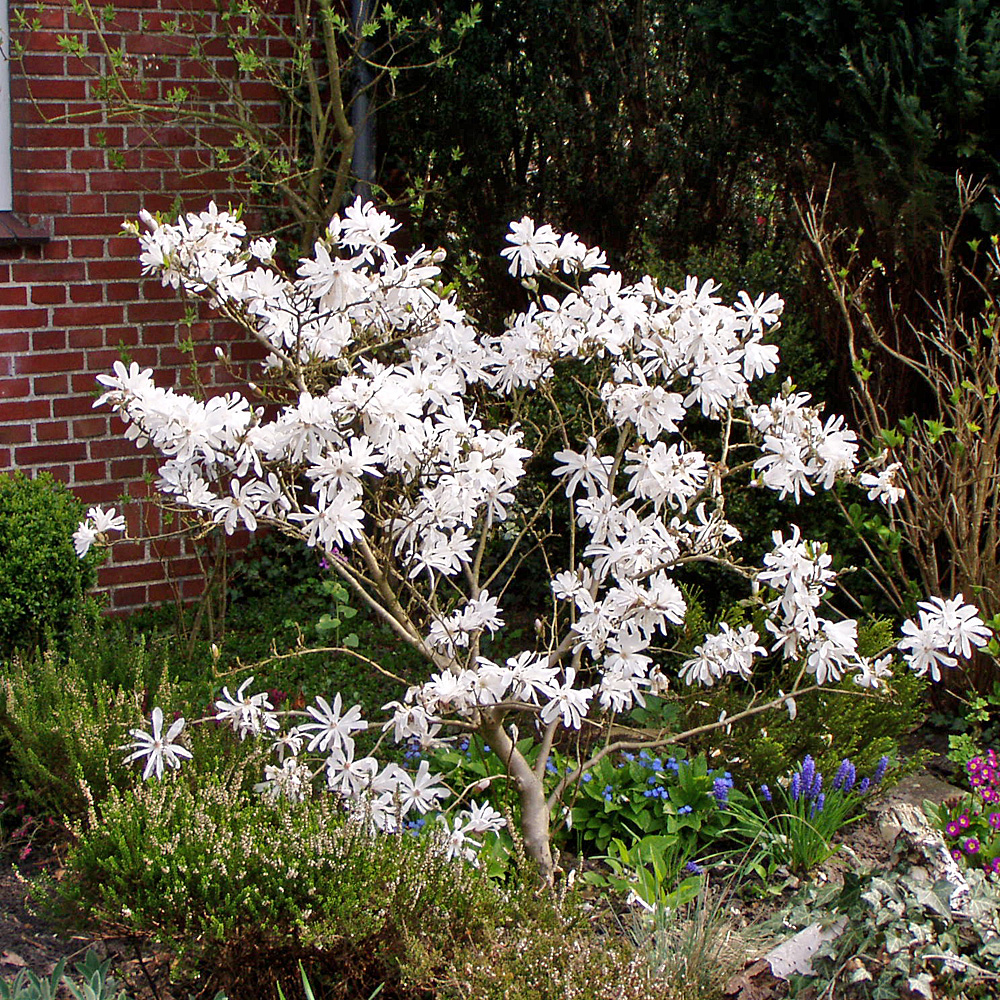 Magnolie, Sternmagnolie, Zierstämmchen