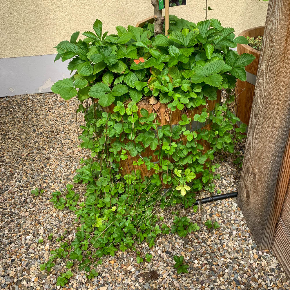 Walderdbeere, Wildstaude, Erdbeere