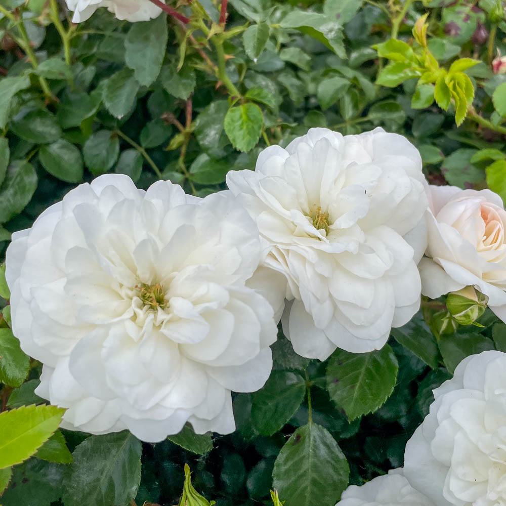 Bodendeckerrose 'Kastelruther Spatzen'