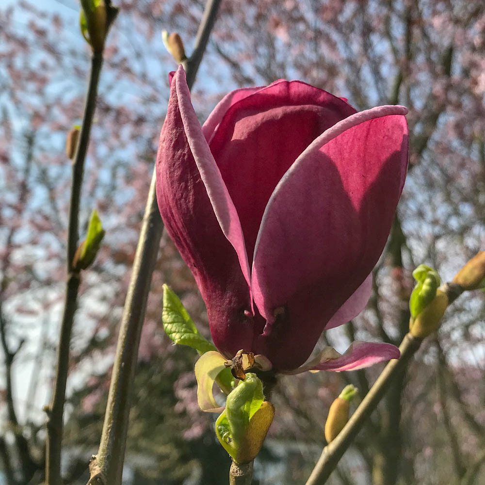 Magnolie Genie, Magnolia, Frühjahrsblüher