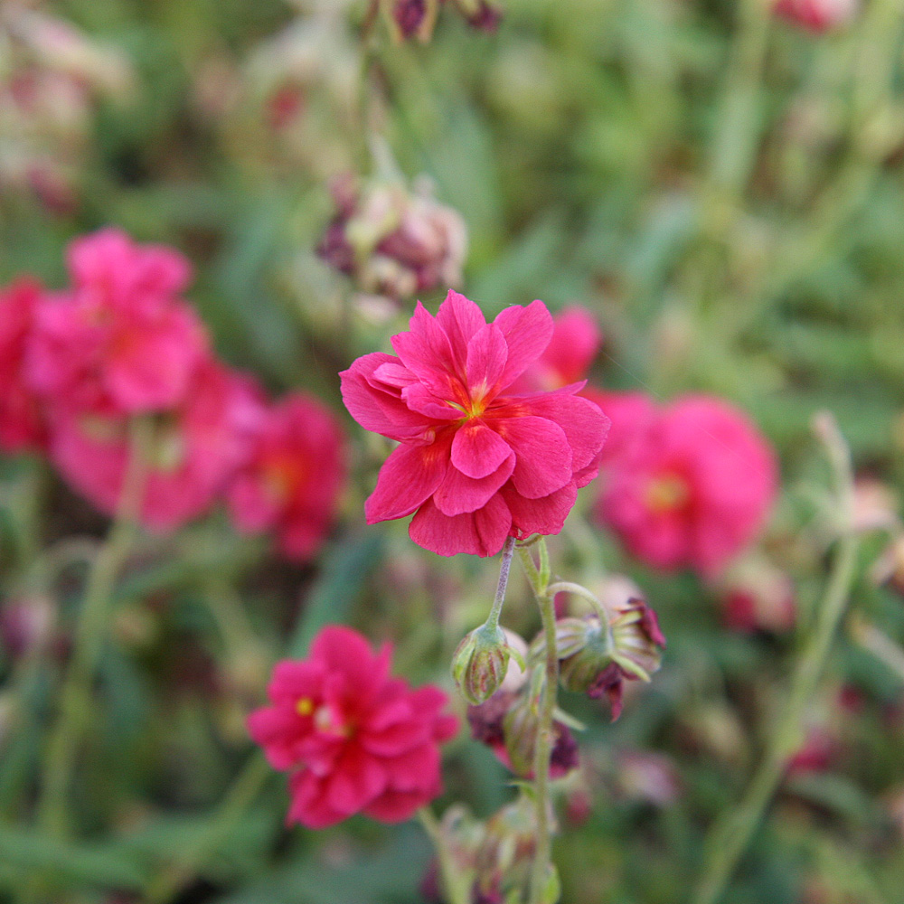 Sonnenröschen Cerise Queen, Bodendecker