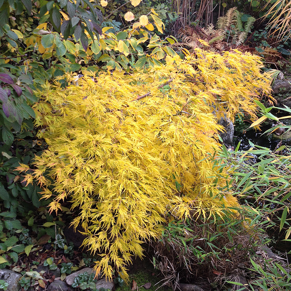 Grüner Schlitzahorn, Ahorn, Acer, Blattschmuck