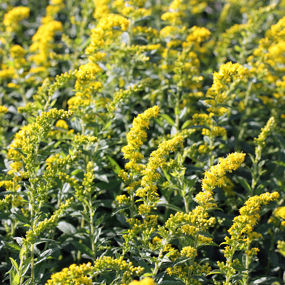 Prachtgoldrute Fireworks, Solidago, Prachtstaude