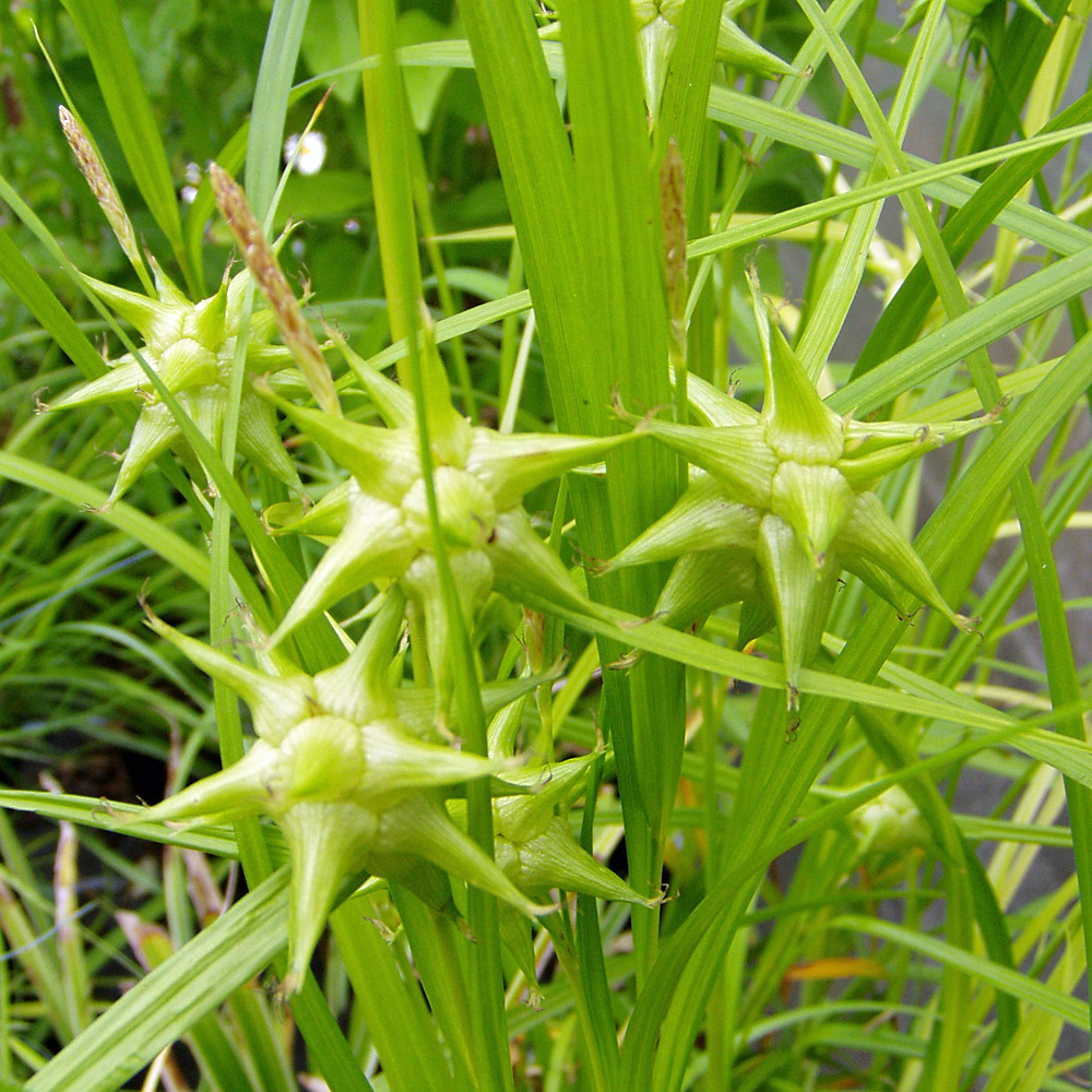 Morgensternsegge, Carex grayi, Ziergras