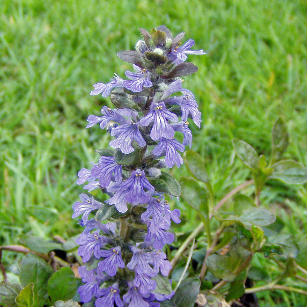 Garten Günsel, Bodendecker