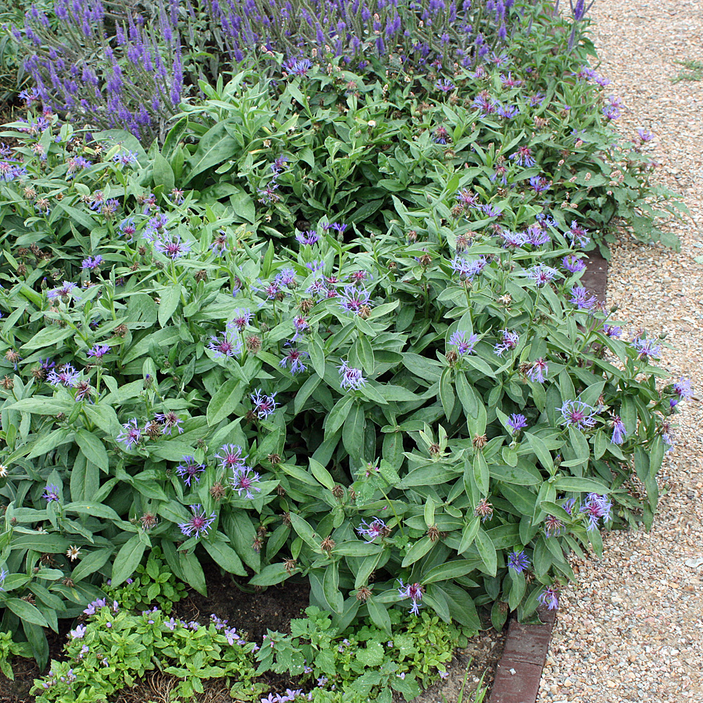 Flockenblume, Wildblume, Blütenstaude