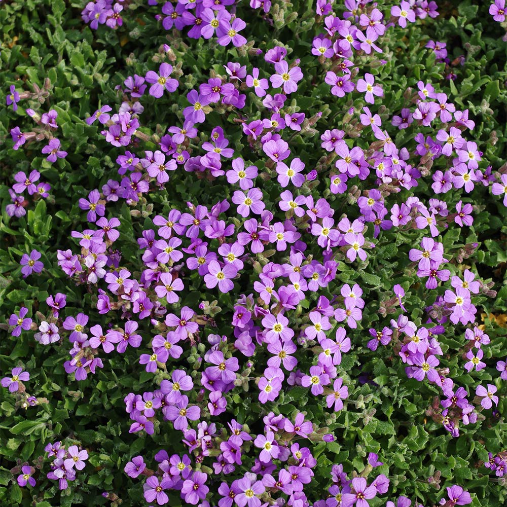 Blaukissen 'Hürth'