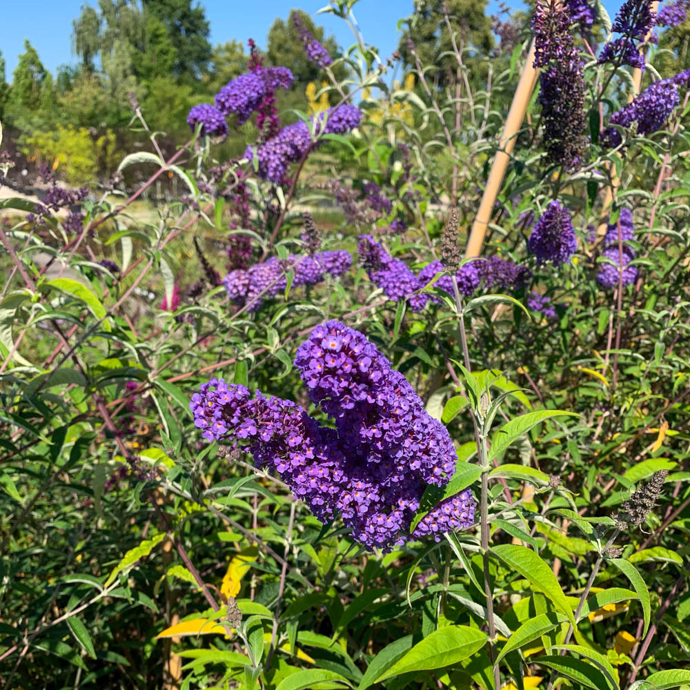 Sommerflieder Empire Blue, Buddleja, Bienenweide