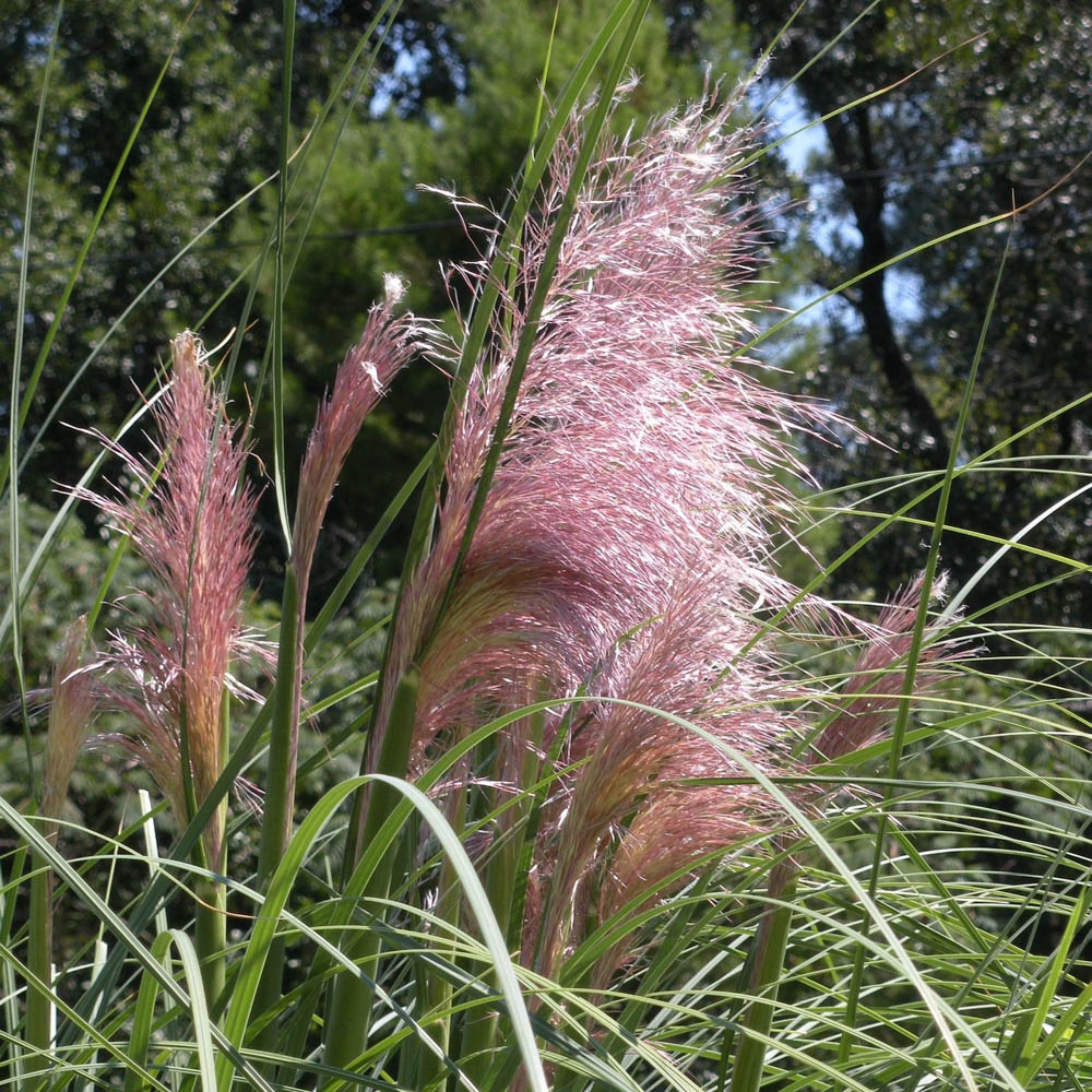 Pampasgras 'Rosea'