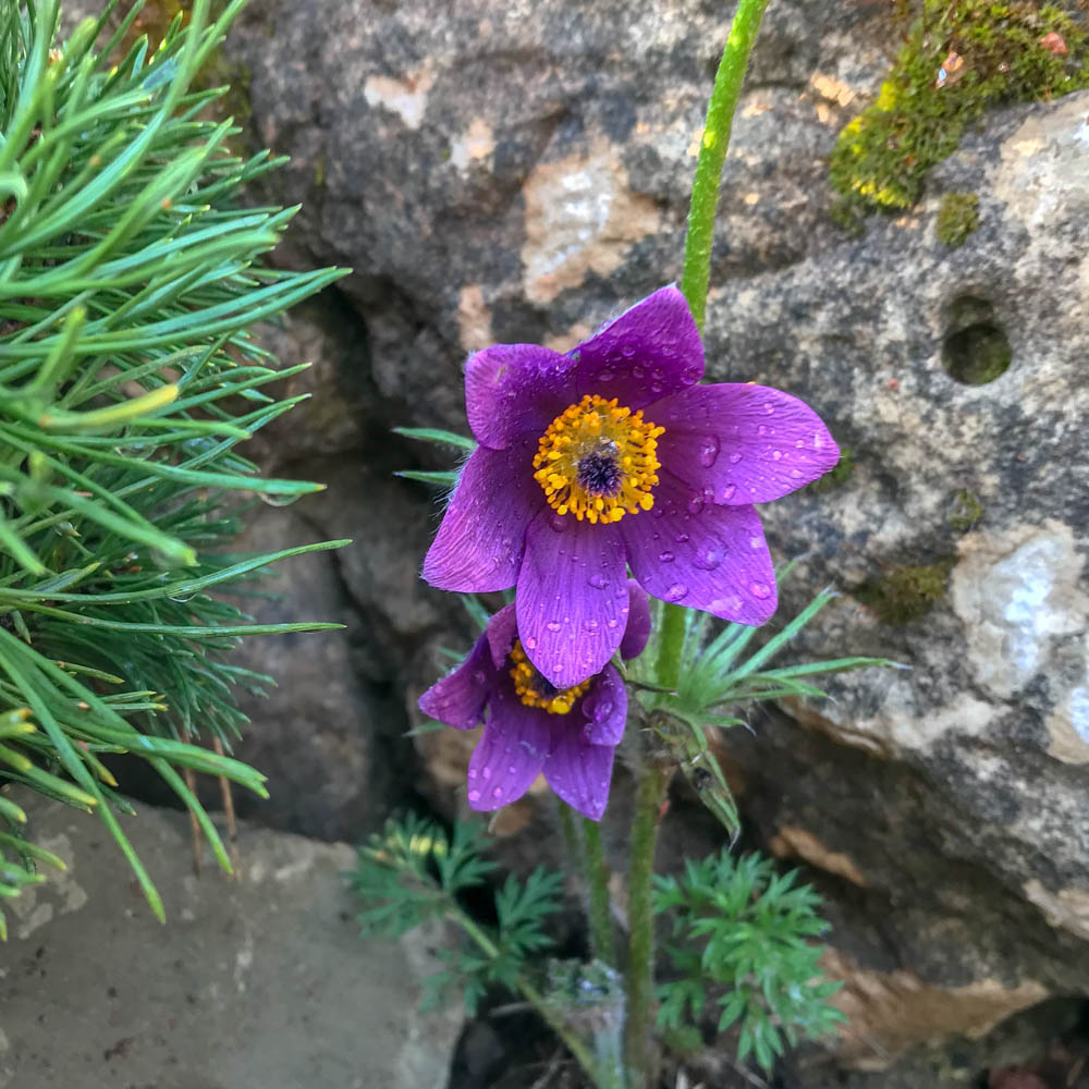 Küchenschelle - Pulsatilla vulgaris