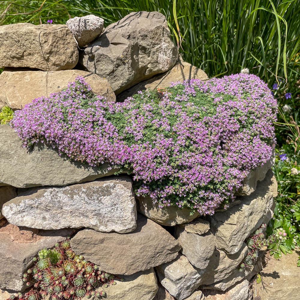 Teppichthymian 'Minor'