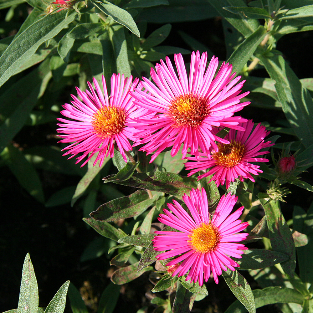 Raublattaster Alma Pötschke, Aster, Herbstblüte