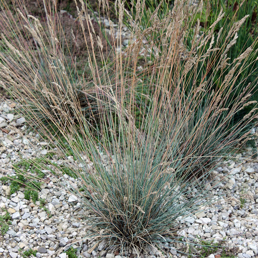 Blauschwingel 'Blauglut'