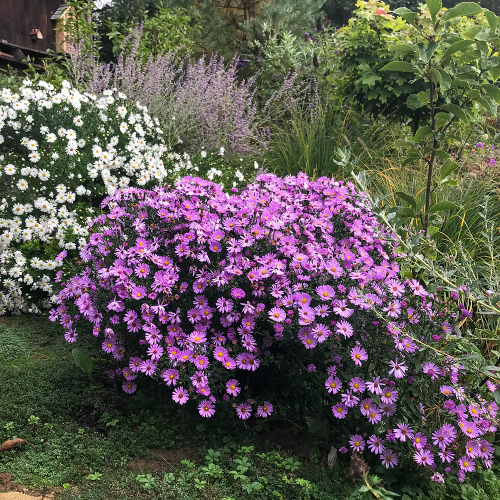 Kissenaster Herbstgruß von Bresserhof, Aster, Herbst