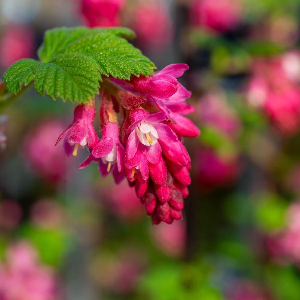 Blutjohannisbeere 'Pulborough Scarlet'