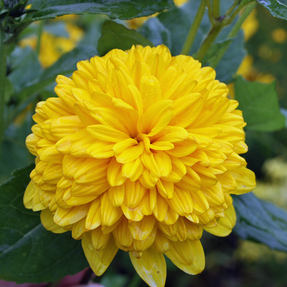 Stauden Sonnenblume, Prachstaude