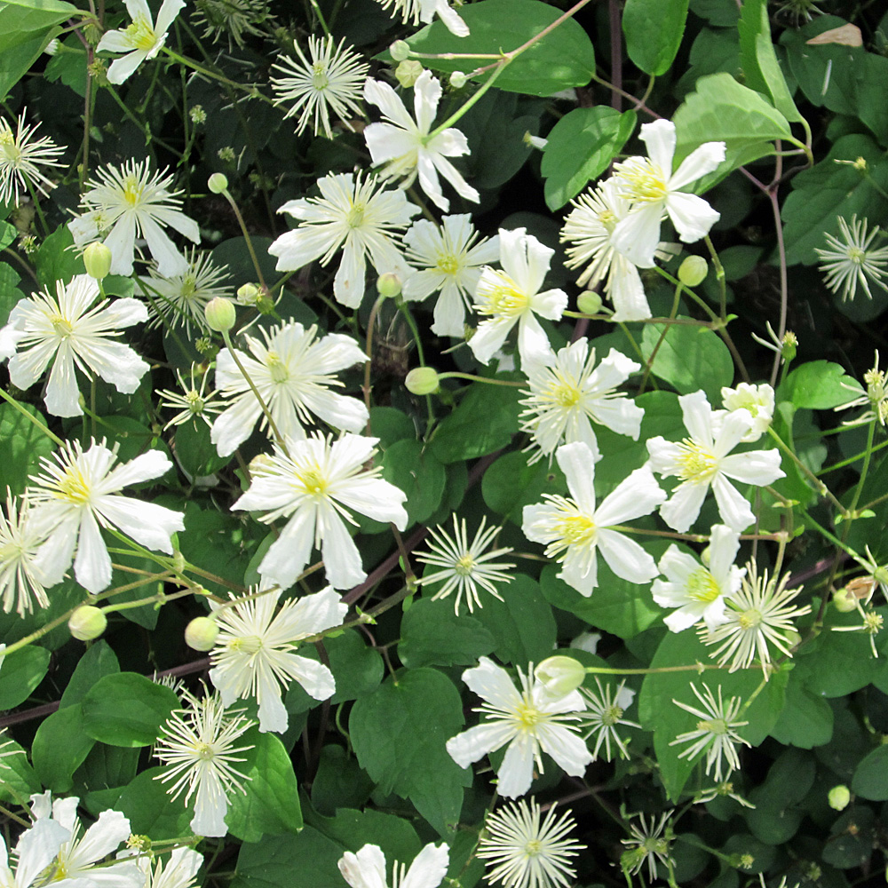 Clematis vitalba, Waldrebe, Kletterpflanze, Fruchtschmuck